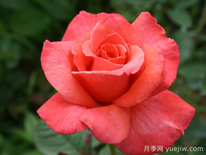 桑德林汉纪念月季/桑德灵汉姆(图1)