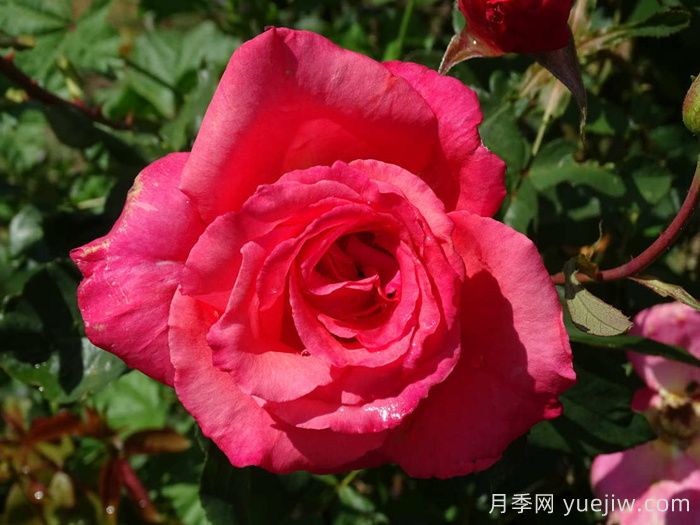 桑德林汉纪念月季/桑德灵汉姆(图2)