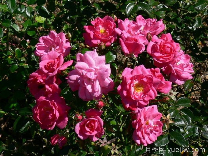 梅郎珍珠月季/梅朗珍珠(图3)