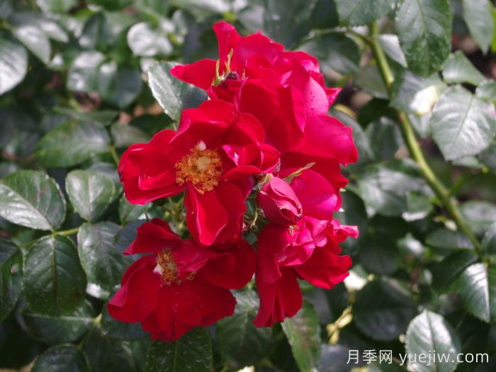 皇家巴西诺月季/巴西诺月季(图2)