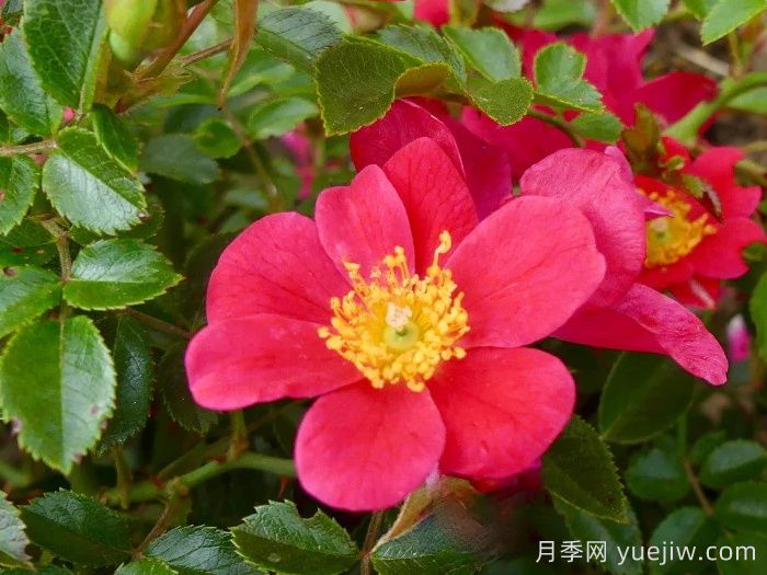 哈德福俊月季/赫特福德郡(图1) 哈德福俊月季/赫特福德郡(图1)