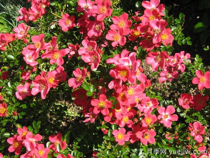 哈德福俊月季/赫特福德郡(图2) 哈德福俊月季/赫特福德郡(图2)