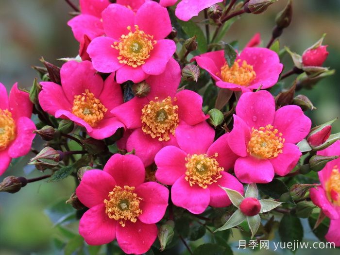 哈德福俊月季/赫特福德郡(图3) 哈德福俊月季/赫特福德郡(图3)