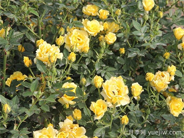 自由黄金月季(图1)