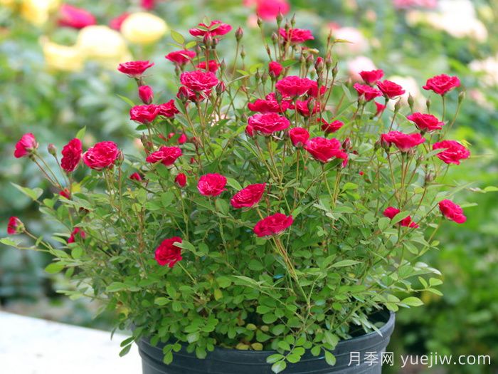 紫色时代月季/紫咲月季(图2)