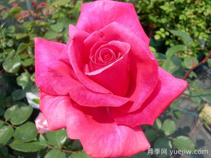 长梦月季/大梦想(图2)