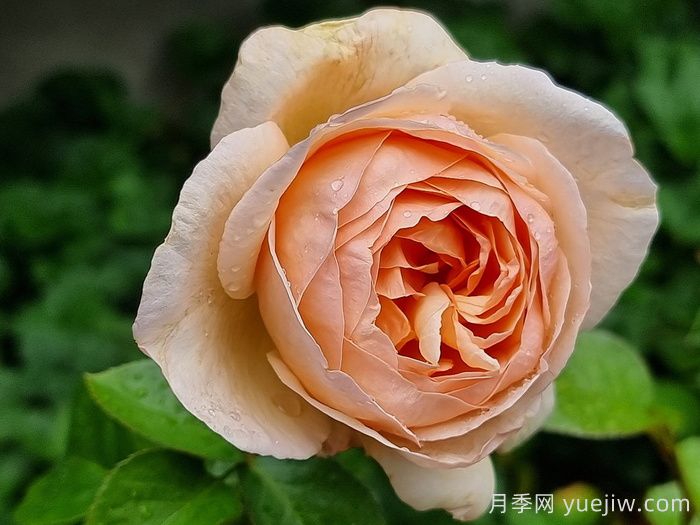 百香果月季/纯品康纳/纯果乐(图1)