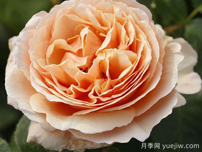 百香果月季/纯品康纳/纯果乐(图3)