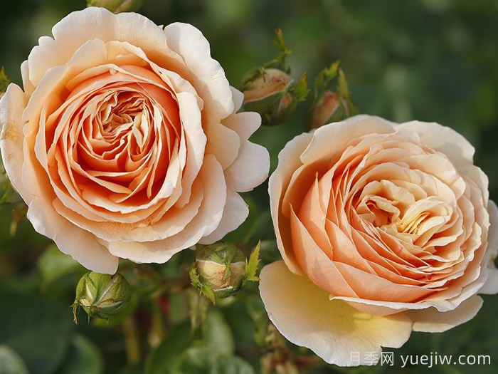 百香果月季/纯品康纳/纯果乐(图2)