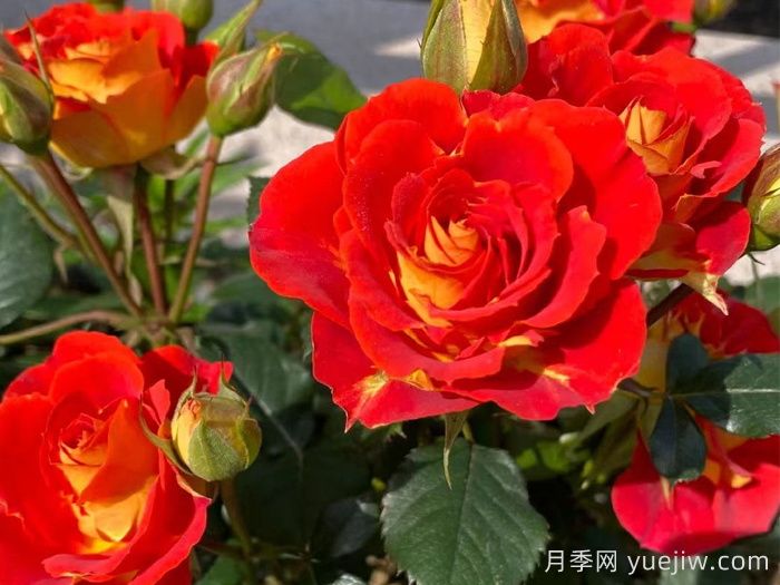 双鱼座月季/双鱼座阳台月季(图3)