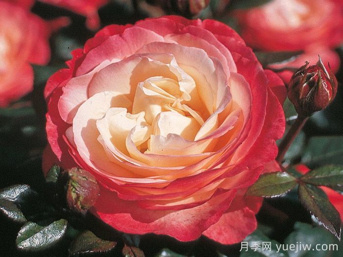 怀旧乡愁月季/思乡月季(图1)