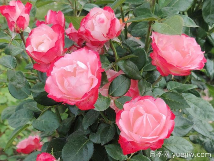 怀旧乡愁月季/思乡月季(图2)