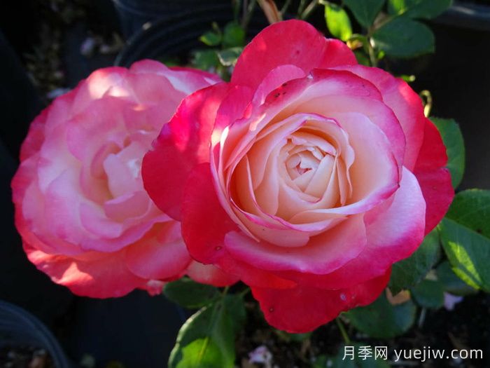 怀旧乡愁月季/思乡月季(图3)