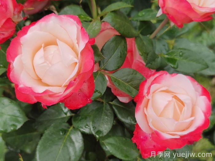 怀旧乡愁月季/思乡月季(图4)