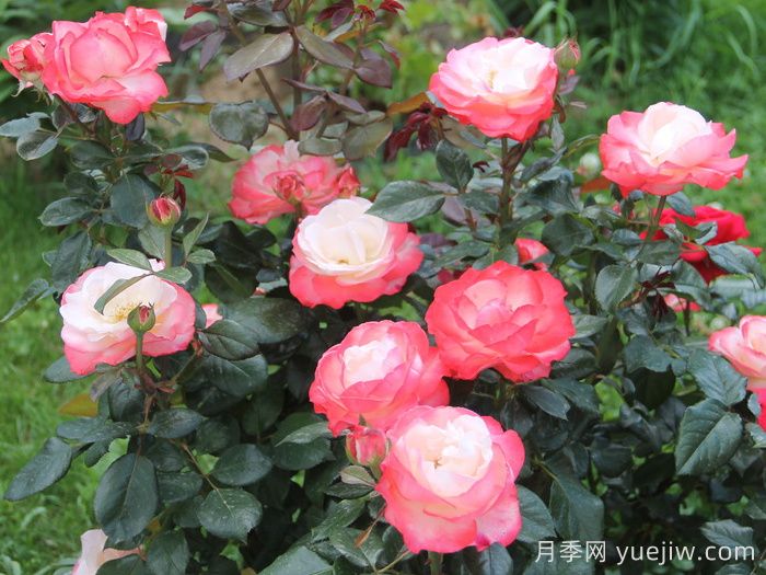 怀旧乡愁月季/思乡月季(图5)