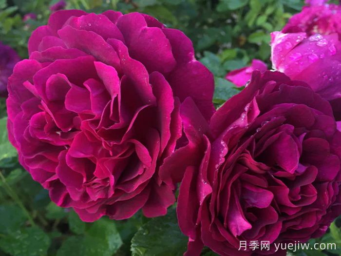 暮色区域月季/阴阳魔界月季(图2)