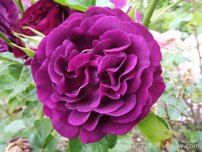 暮色区域月季/阴阳魔界月季(图1)