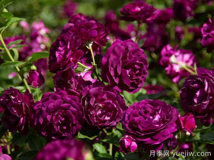 暮色区域月季/阴阳魔界月季(图3)