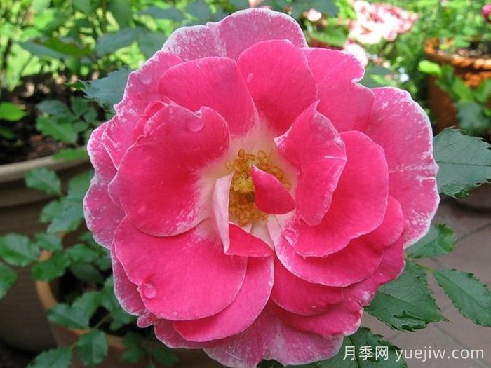 新生冰川月季/新冰川/雷根斯堡(图1)