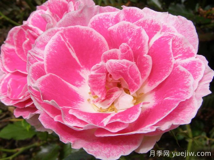 新生冰川月季/新冰川/雷根斯堡(图2)