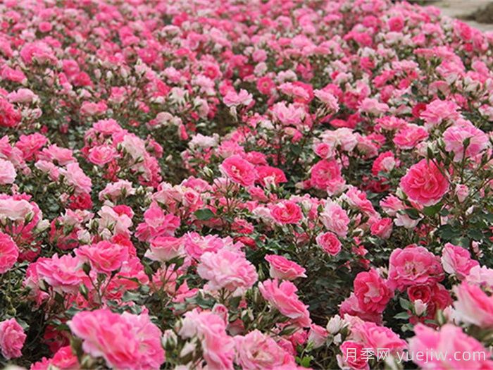 新生冰川月季/新冰川/雷根斯堡(图3)