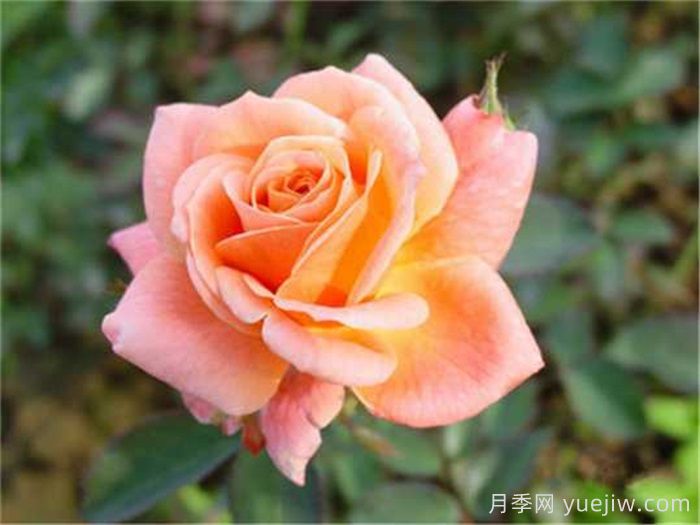 新貌月季(图1)