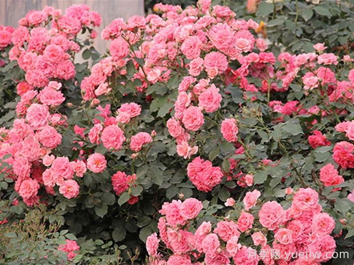 新东方月季(图1)