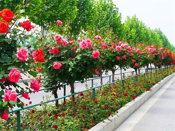 月季网热销月季品种大全(2025年)(图1) 月季网热销月季品种(图1)