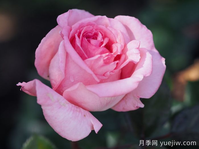 花宫娜月季(图2)