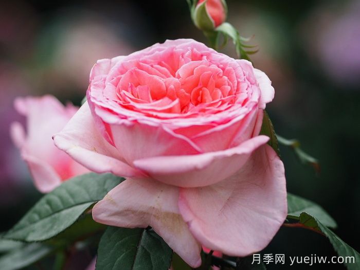 花宫娜月季(图3)