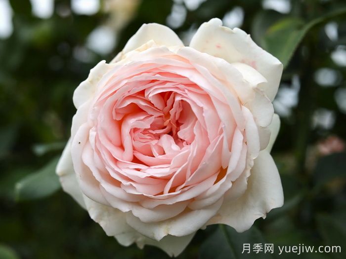 古安拉露丝月季/香槟美酒月季(图1)