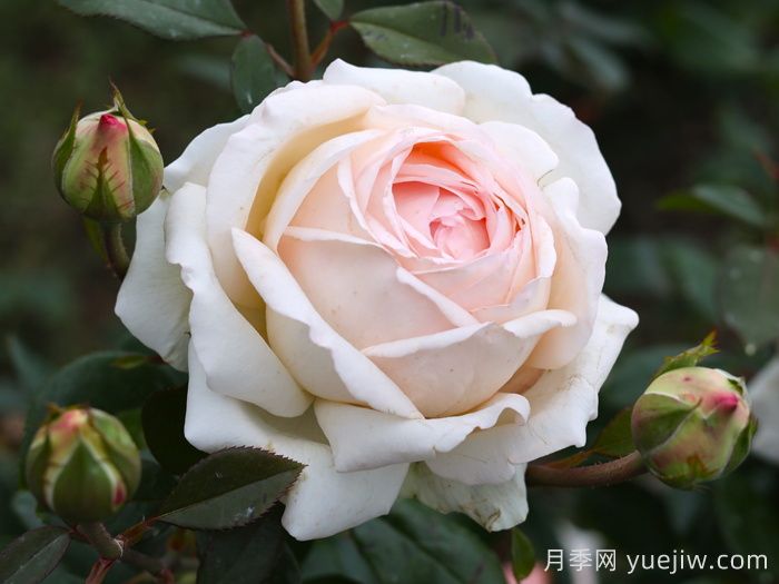 古安拉露丝月季/香槟美酒月季(图2)