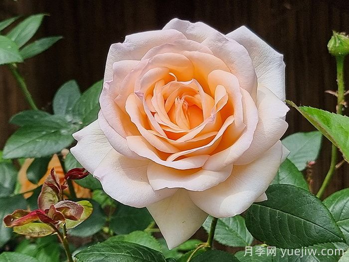 古安拉露丝月季/香槟美酒月季(图3)