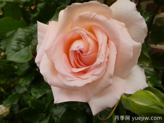 尚多斯美人月季/钱多斯美人/甜蜜的爱(图1)