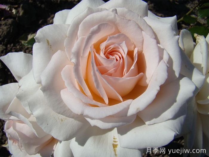 尚多斯美人月季/钱多斯美人/甜蜜的爱(图2)