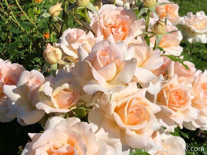 尚多斯美人月季/钱多斯美人/甜蜜的爱(图3)