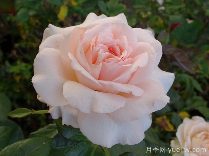 尚多斯美人月季/钱多斯美人/甜蜜的爱(图4)