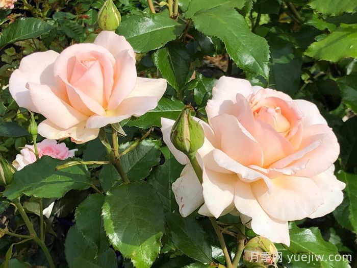 尚多斯美人月季/钱多斯美人/甜蜜的爱(图5)