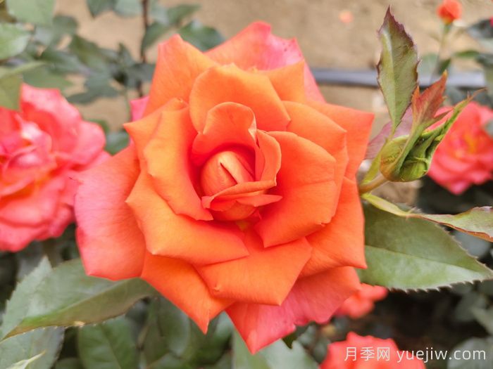 莫妮卡月季/摩尼卡月季(图2)