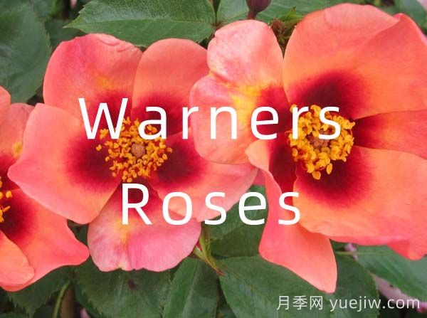 月季育种家：英国Warners Roses(华纳月季苗圃)(图1)