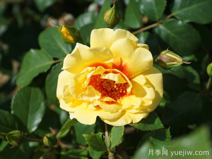 彼得的波斯月季(图2)