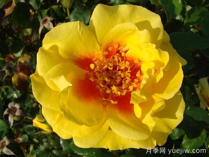 彼得的波斯月季(图1)