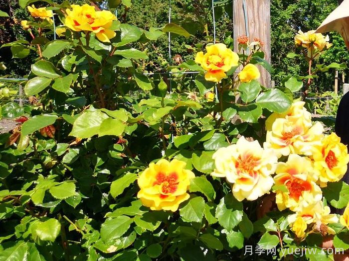 彼得的波斯月季(图3)