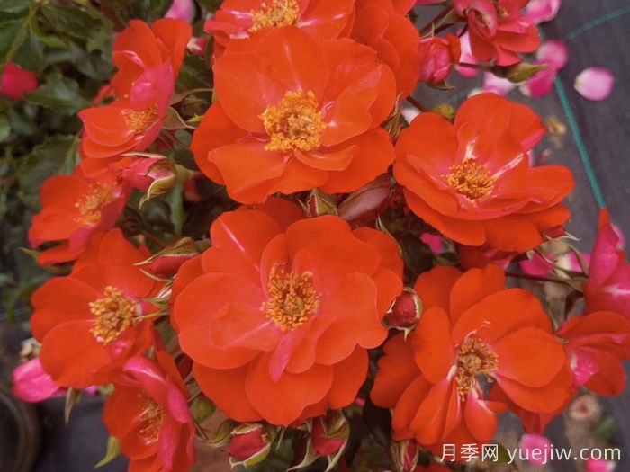 安东月季(图1)
