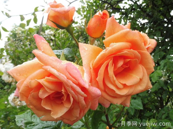 天堂的味道月季/天堂香气月季(图3)