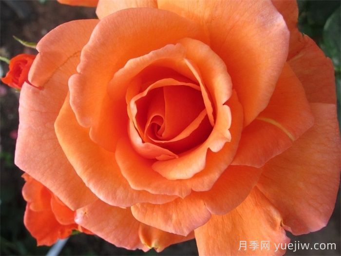 天堂的味道月季/天堂香气月季(图4)