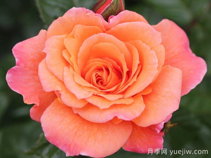 天堂的味道月季/天堂香气月季(图1)