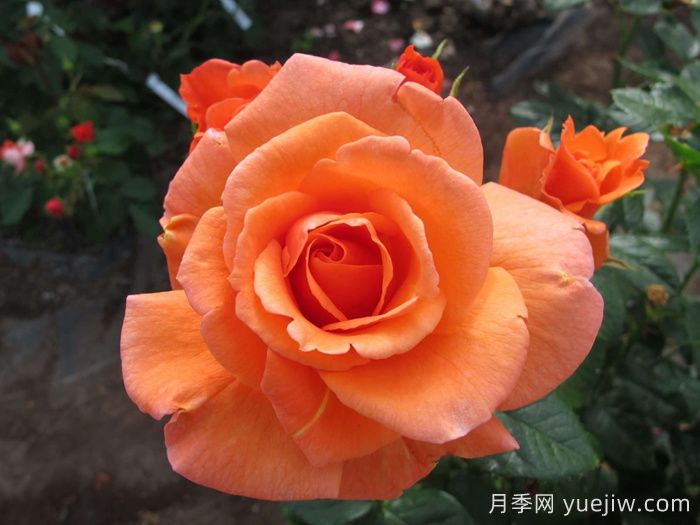 天堂的味道月季/天堂香气月季(图2)