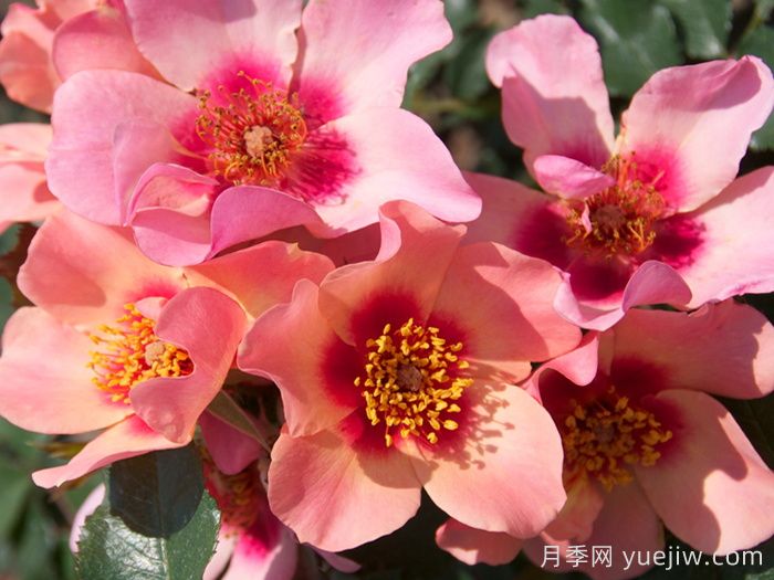 只为你的眼睛月季/唯你可见/只为你的双眼(图1)