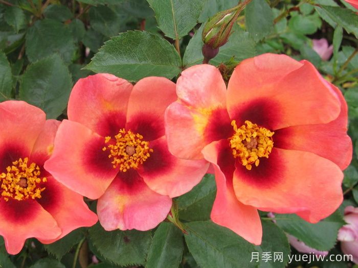 只为你的眼睛月季/唯你可见/只为你的双眼(图2)